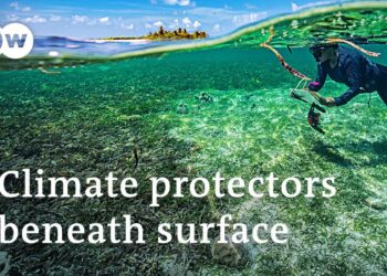 Maldive: come salvare le alghe e aiutare a combattere il cambiamento climatico